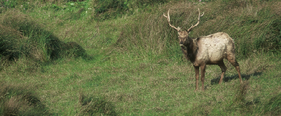 Tule elk on the Carrizo Plain